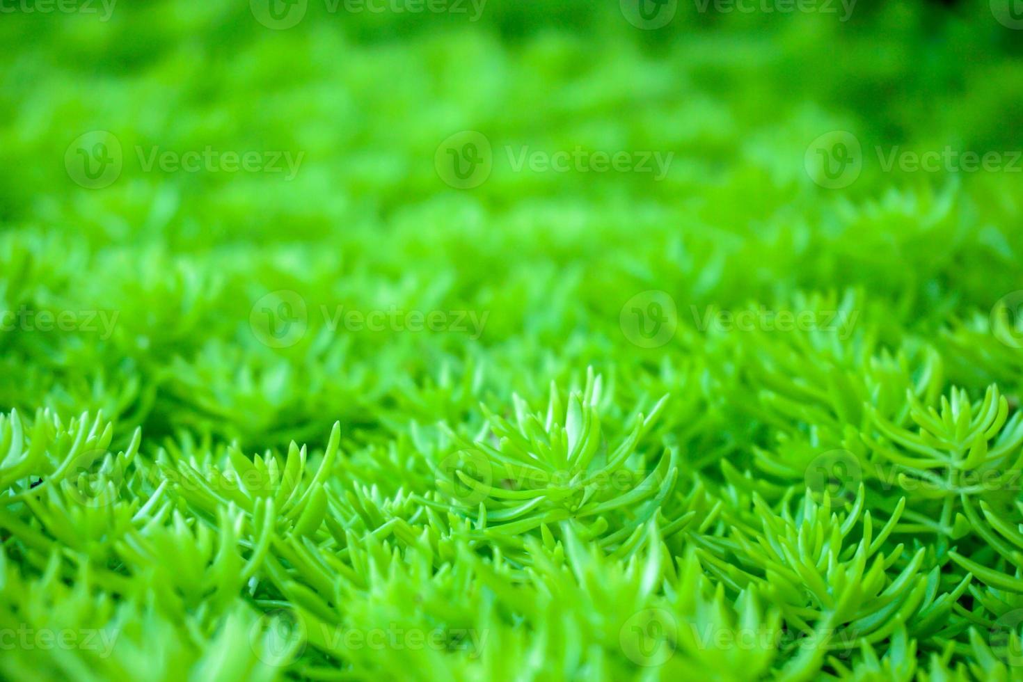Closeup and crop green plants Succulents cactus on blurred background. Most of the trees are shrubs weak. Native to Madagascar, Africa and Asia. Suitable for planting potter. photo