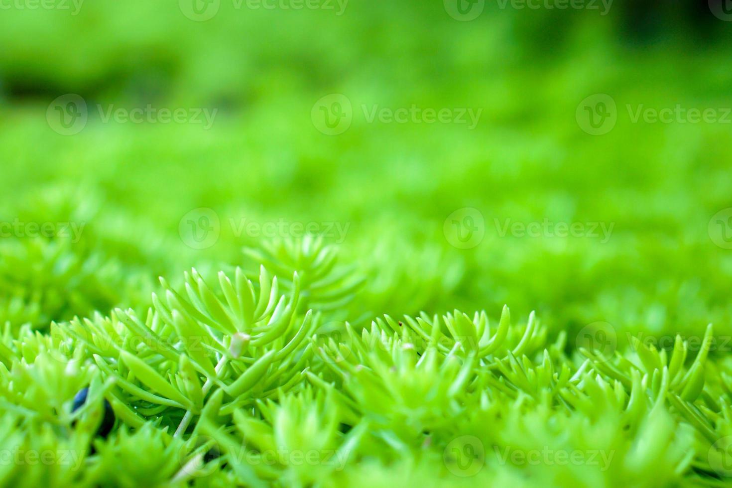 Closeup and crop green plants Succulents cactus on blurred background. Most of the trees are shrubs weak. Native to Madagascar, Africa and Asia. Suitable for planting potter. photo