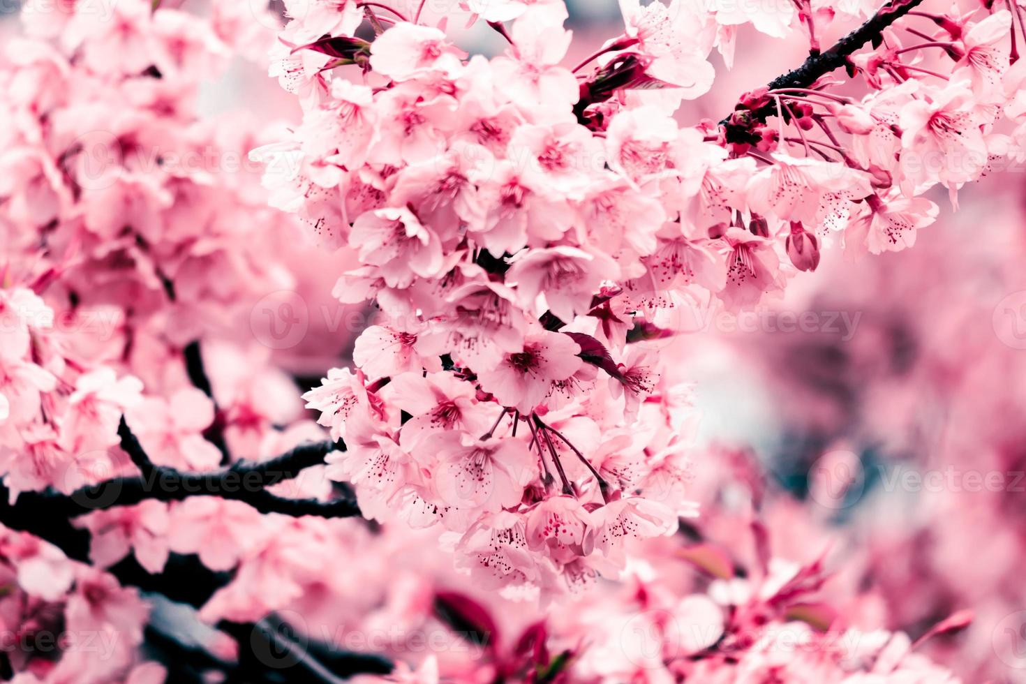 Soft focus of Beautiful cherry blossom with fading into pastel pink sakura flower,full bloom a spring season in japan photo