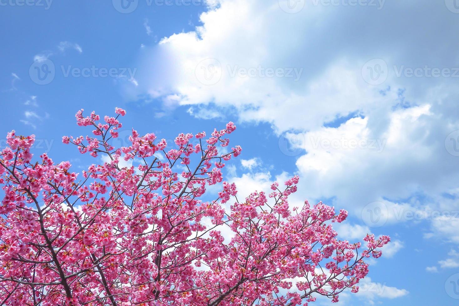 Cherry blossom Sakura pink flower against blue sky beautiful on background a spring day photo