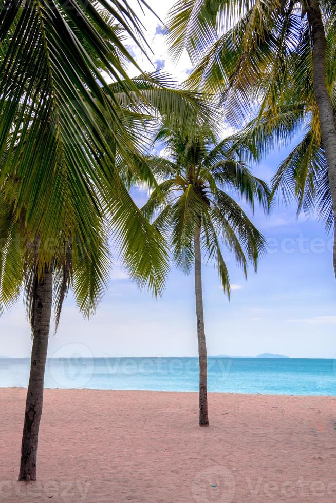 Palm tree on the tropical beach,with a beautiful sea view on blue sky nature background photo