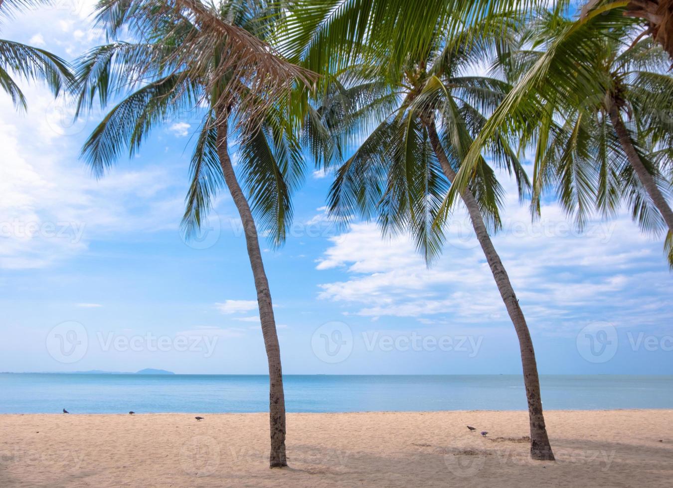 palma árbol en el tropical playa, con un hermosa mar ver en azul cielo naturaleza antecedentes foto