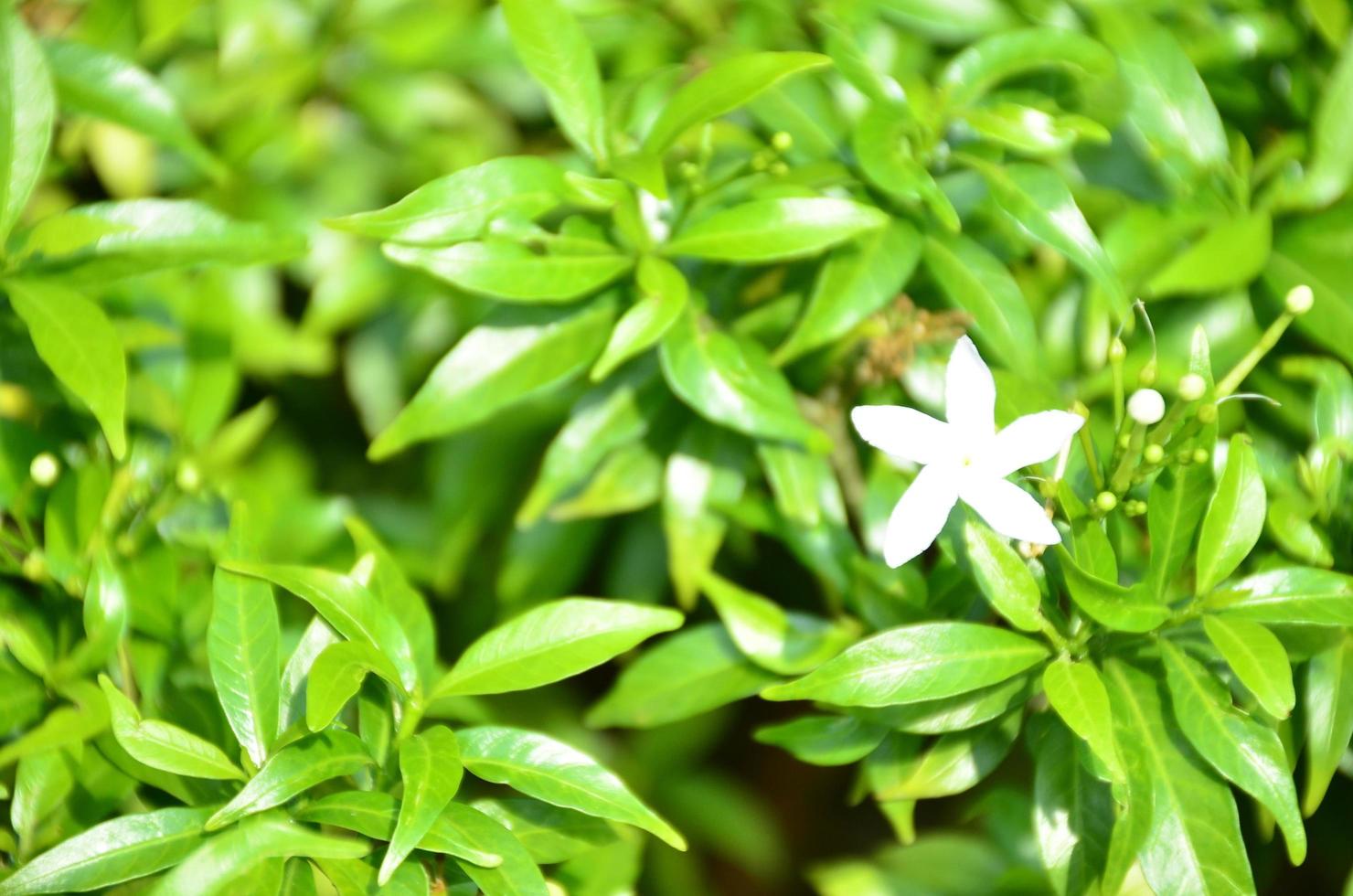 White pin flowers from Thailand. This small flower species Thai people call it Dok Khem. photo