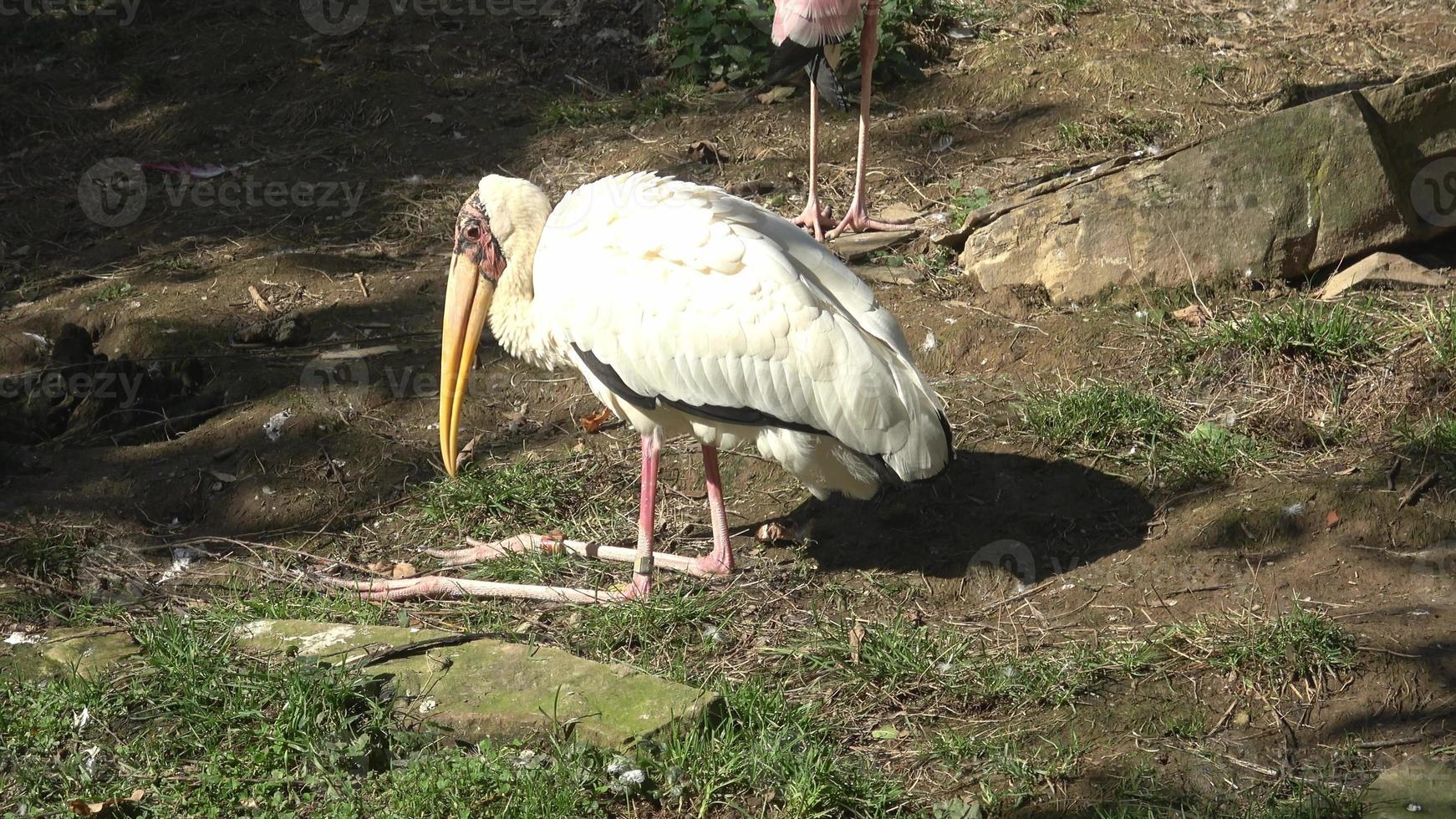 The milky stork Mycteria Cinerea resting. Bird park. photo