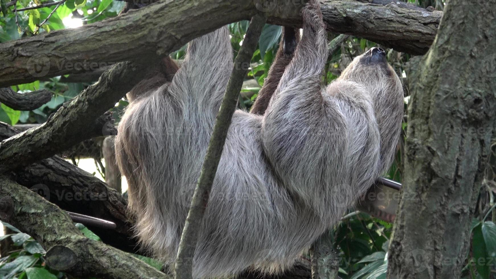 dos dedos perezoso animal alpinismo al revés abajo en colgando árbol rama choloepus didáctilo foto