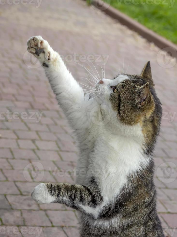 Cat reaching up to play with something in a garden. photo