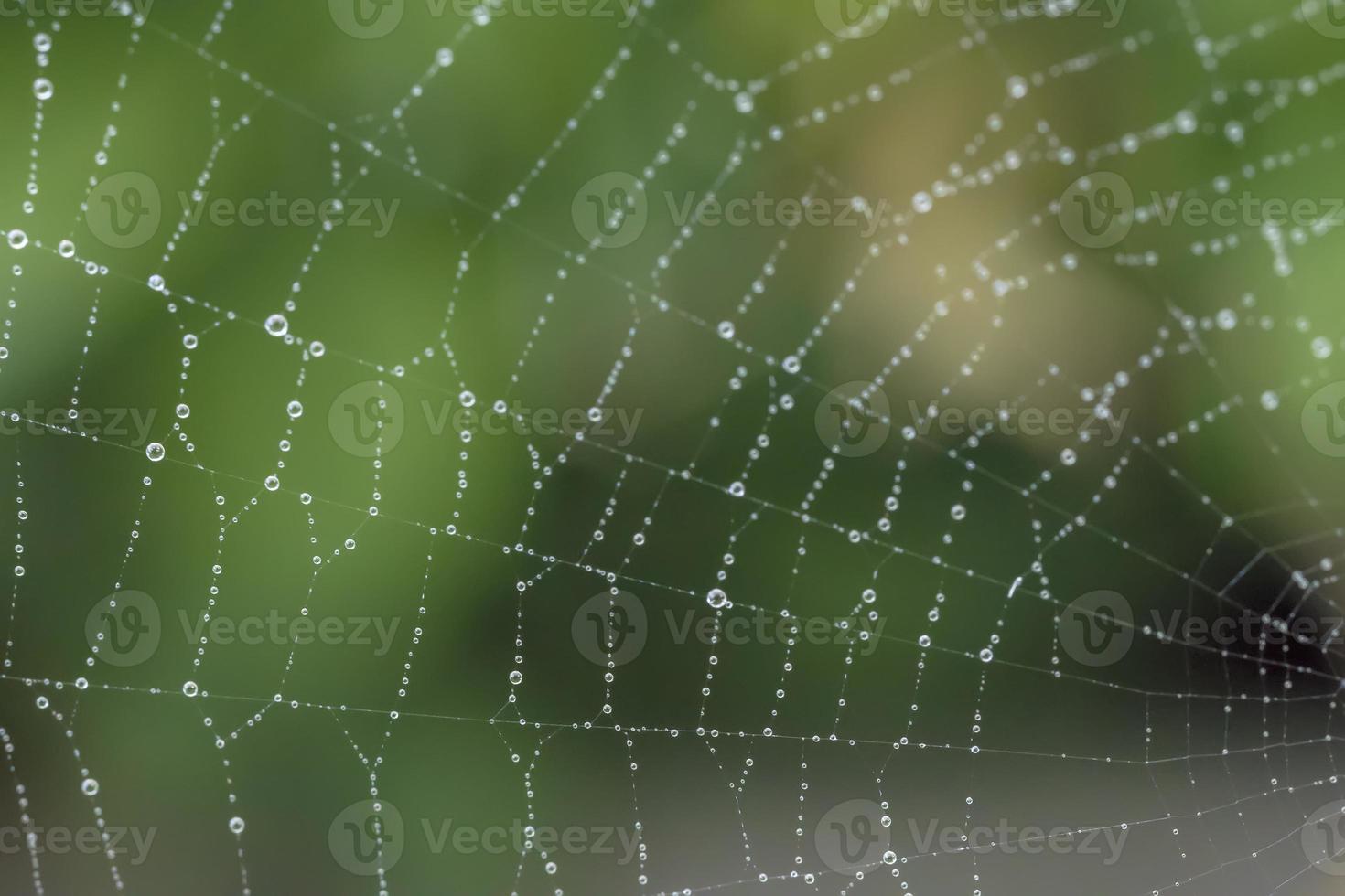 Close up spider web with raindrops on the blurred green background photo