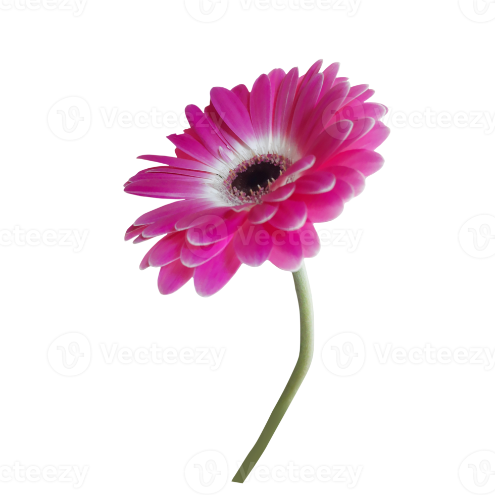 pink gerbera flower png