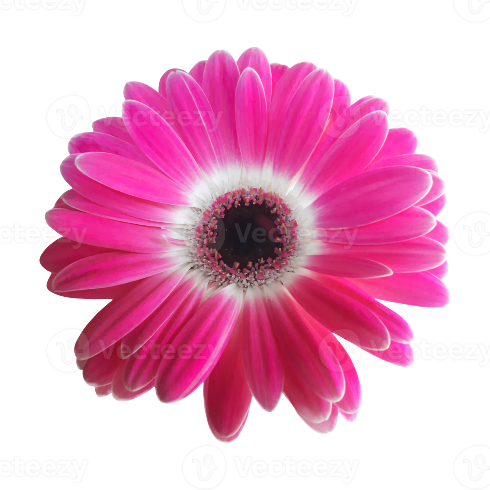 flor de gerbera rosa png