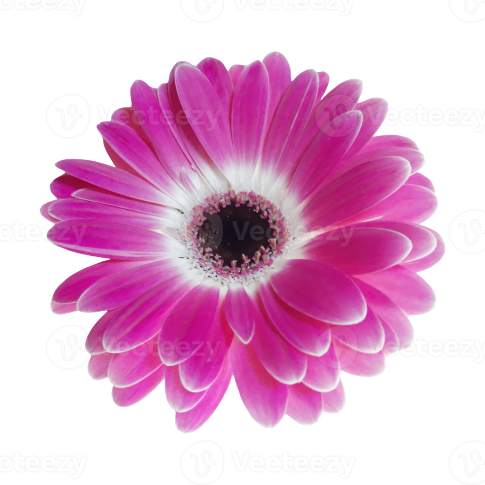 fleur de gerbera rose png