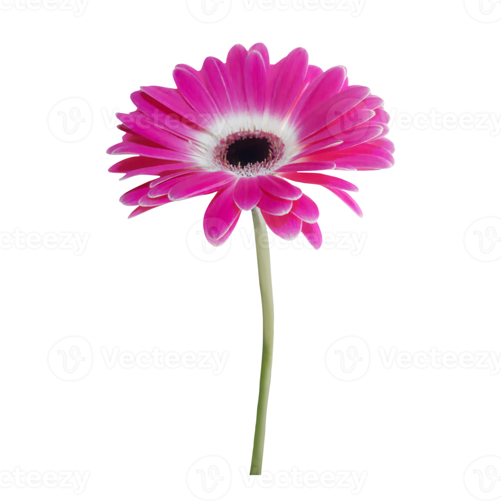 flor de gerbera rosa png