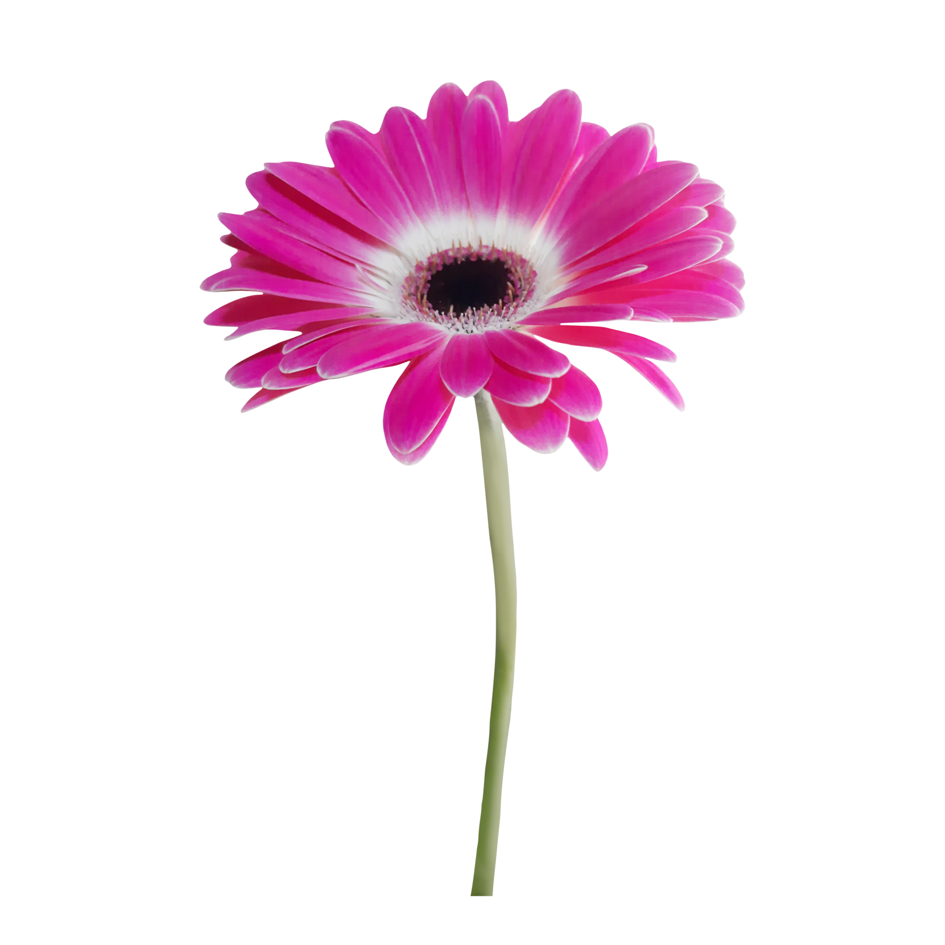 pink gerbera flower 21454751 PNG