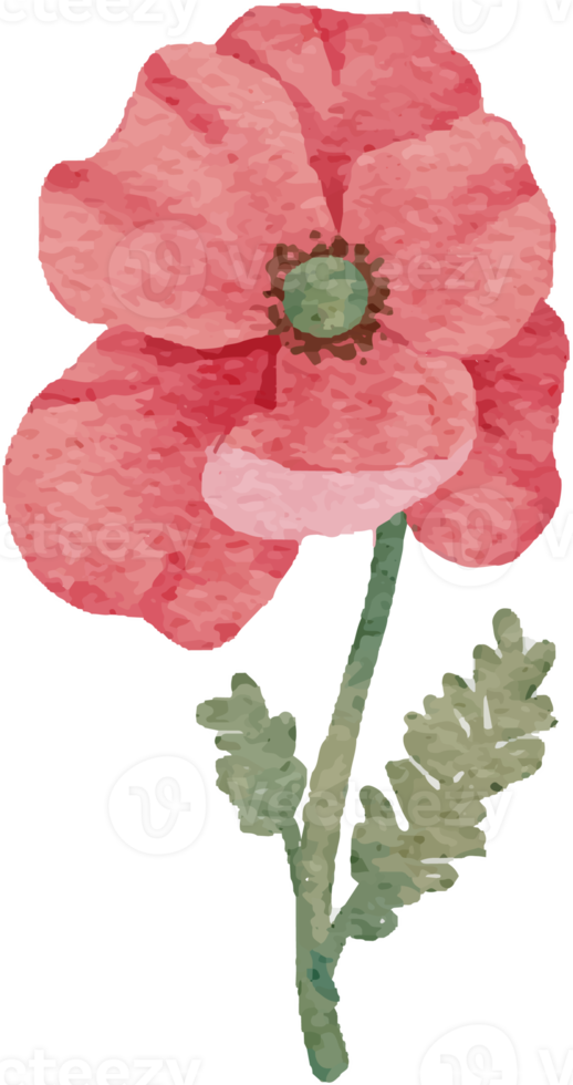 rood papaver waterverf klein wild bloem botanisch krans kader png