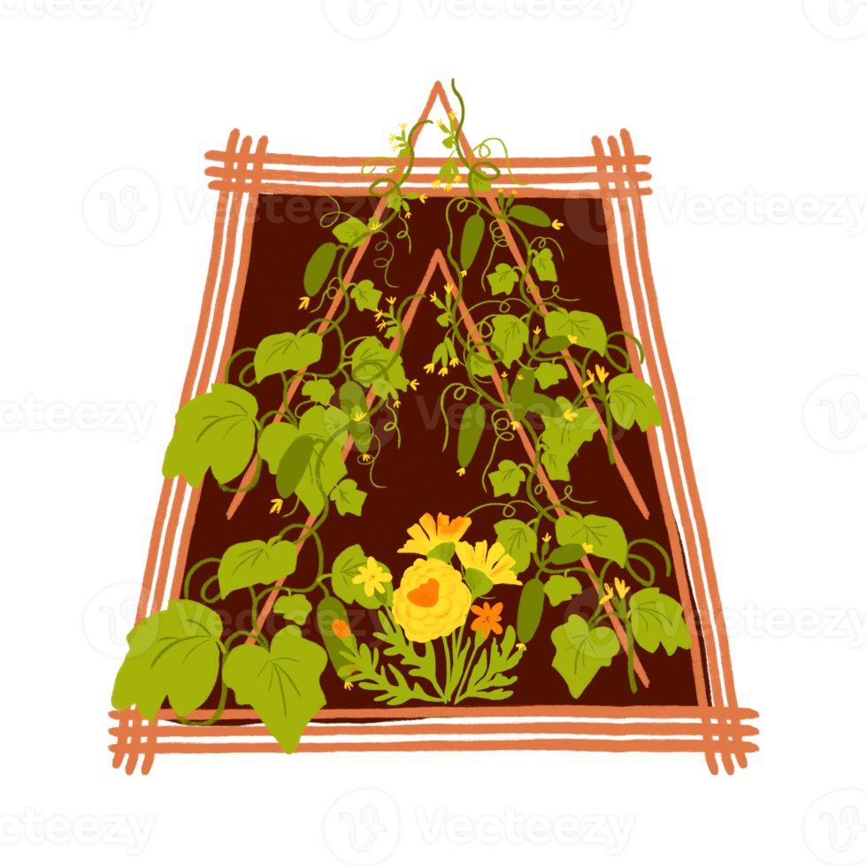 groente bed naar toenemen komkommers in de tuin of boerderij. geïsoleerd tuinieren illustratie in waterverf. voor kinderen onderwijs grafisch element met tuin bed of teelt bed met groeit groenten. png