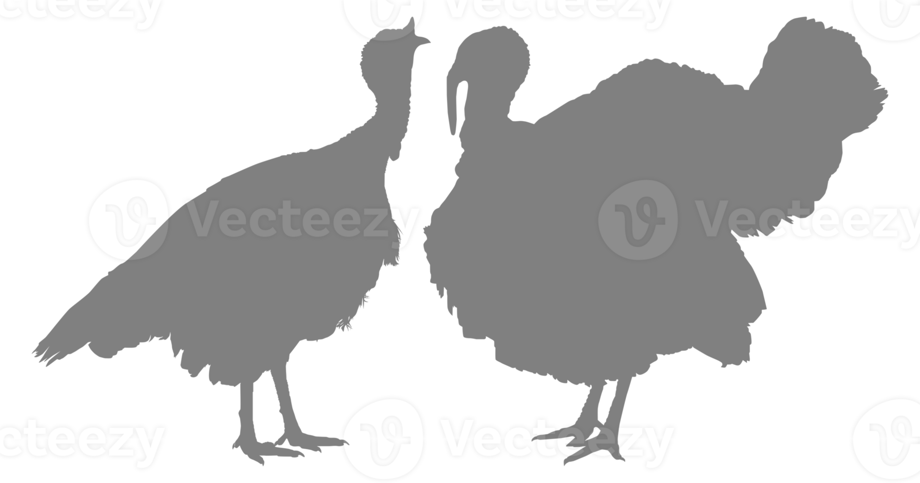 Pair of Turkey Silhouette for Art Illustration, Pictogram or Graphic Design Element. The Turkey is a large bird in the genus Meleagris. Format PNG