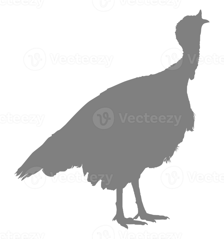 Turquía silueta para Arte ilustración, pictograma o gráfico diseño elemento. el Turquía es un grande pájaro en el género meleagris. formato png