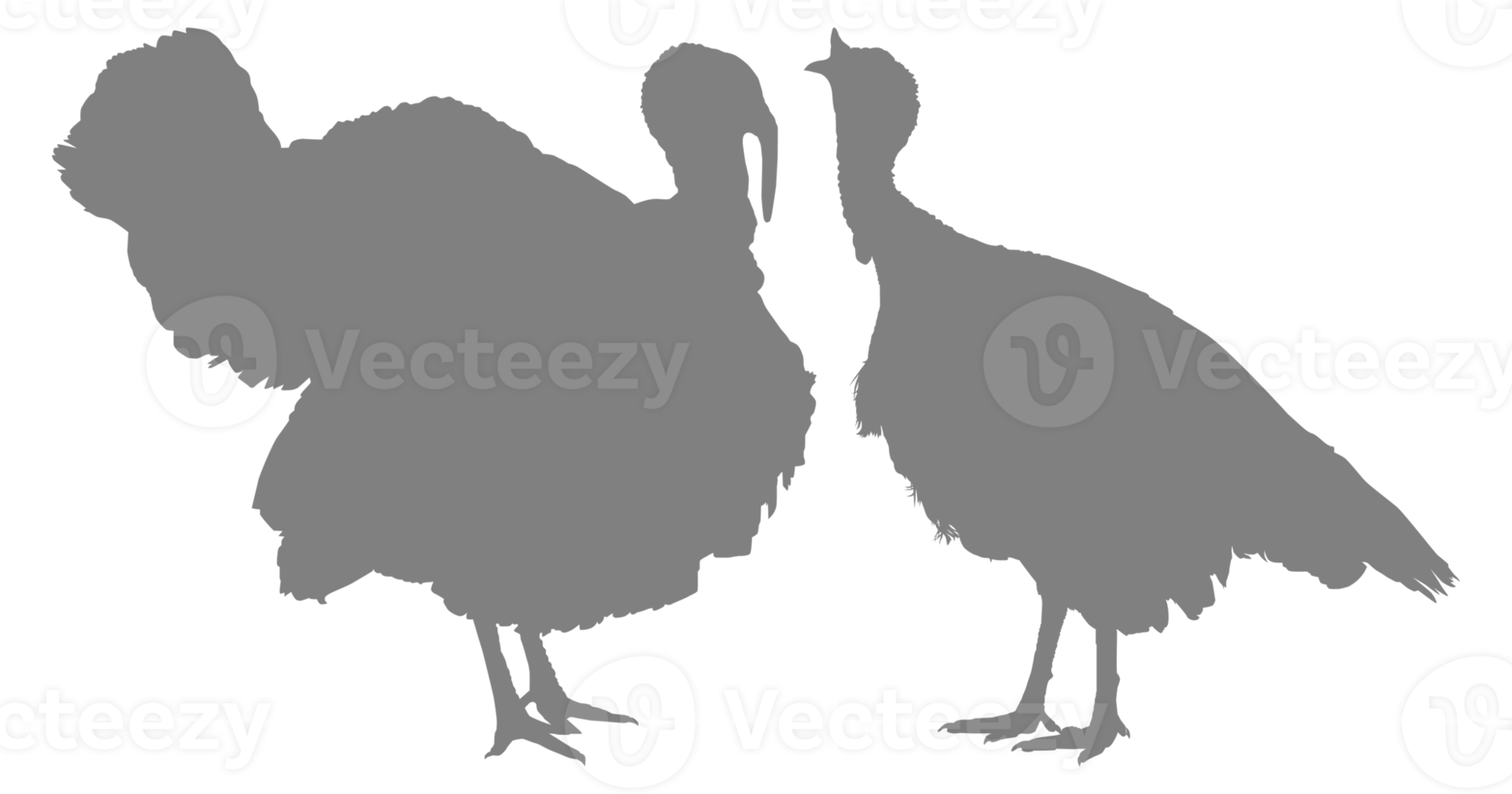 Pair of Turkey Silhouette for Art Illustration, Pictogram or Graphic Design Element. The Turkey is a large bird in the genus Meleagris. Format PNG