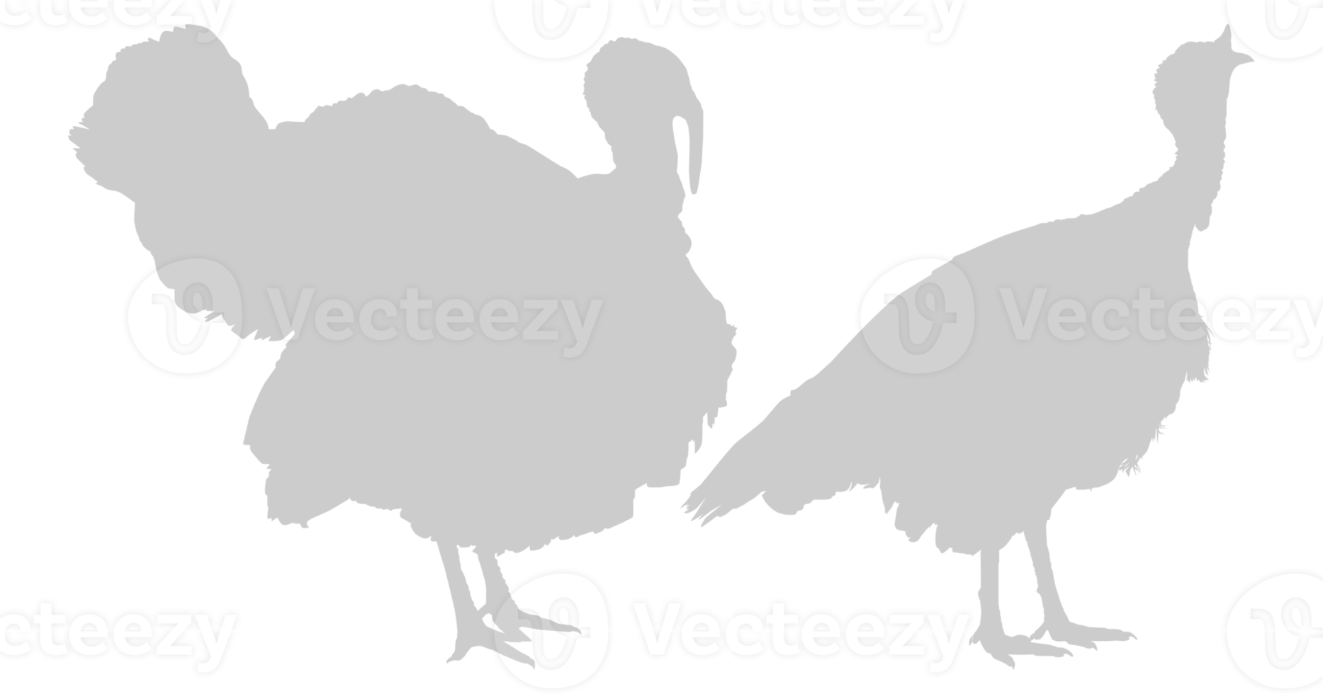 Pair of Turkey Silhouette for Art Illustration, Pictogram or Graphic Design Element. The Turkey is a large bird in the genus Meleagris. Format PNG