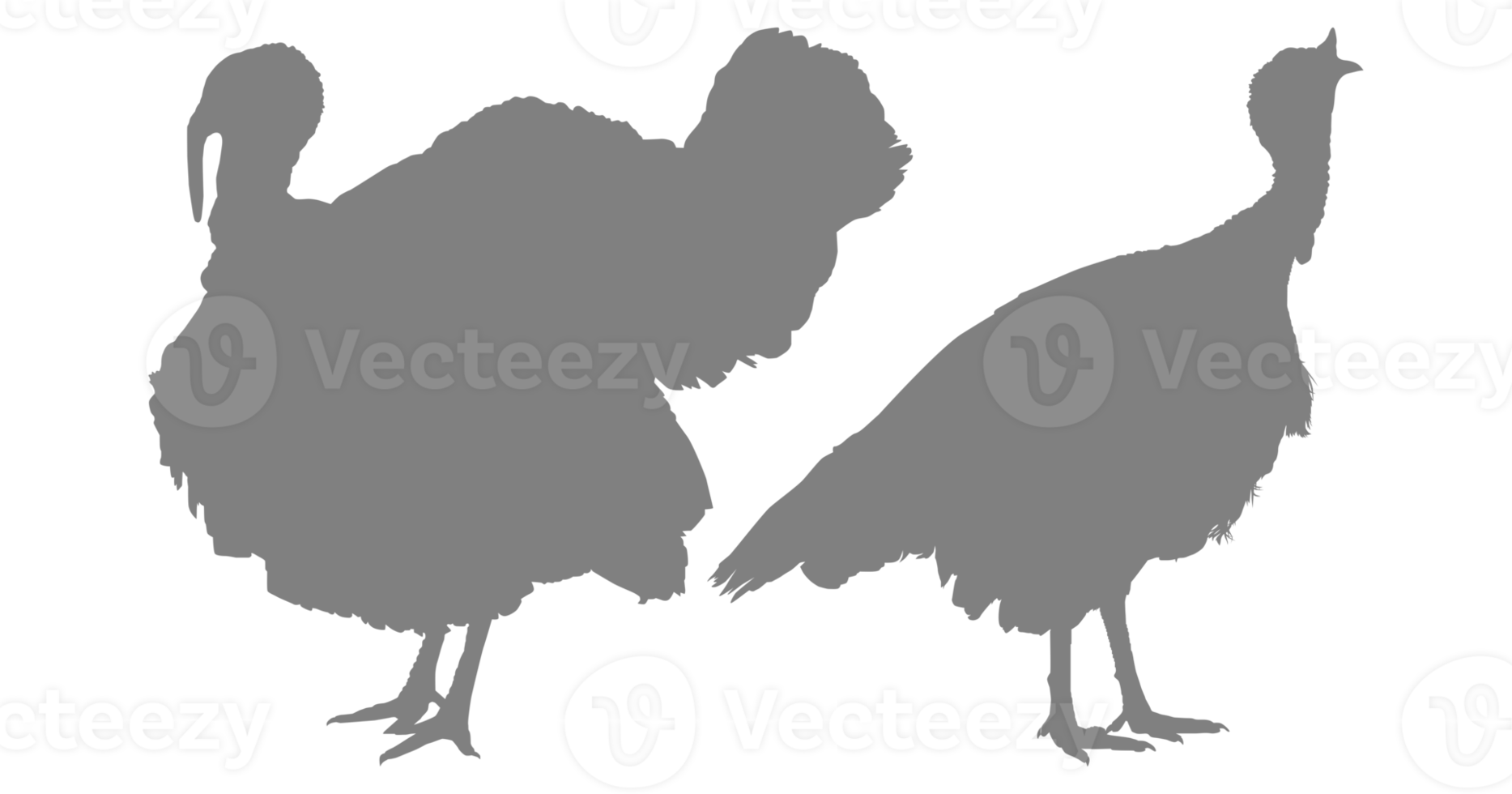 Pair of Turkey Silhouette for Art Illustration, Pictogram or Graphic Design Element. The Turkey is a large bird in the genus Meleagris. Format PNG