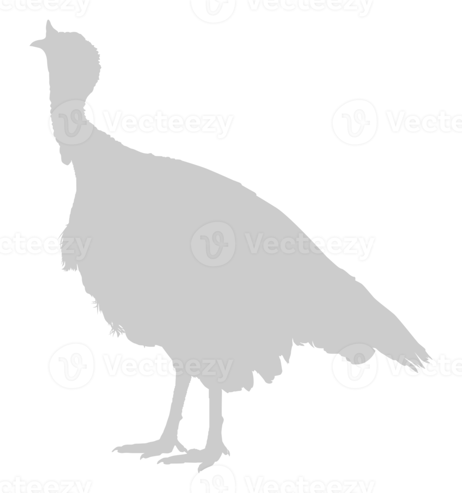 Turkey Silhouette for Art Illustration, Pictogram or Graphic Design Element. The Turkey is a large bird in the genus Meleagris. Format PNG