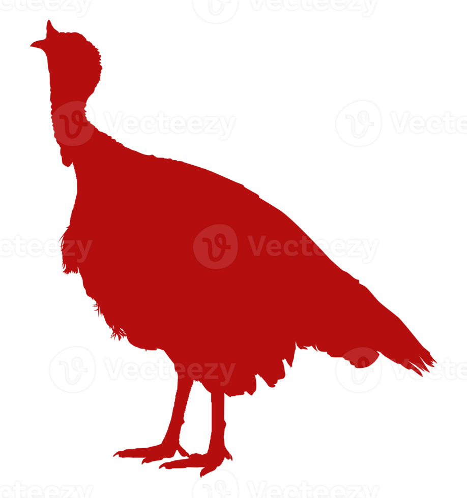Turkey Silhouette for Art Illustration, Pictogram or Graphic Design Element. The Turkey is a large bird in the genus Meleagris. Format PNG