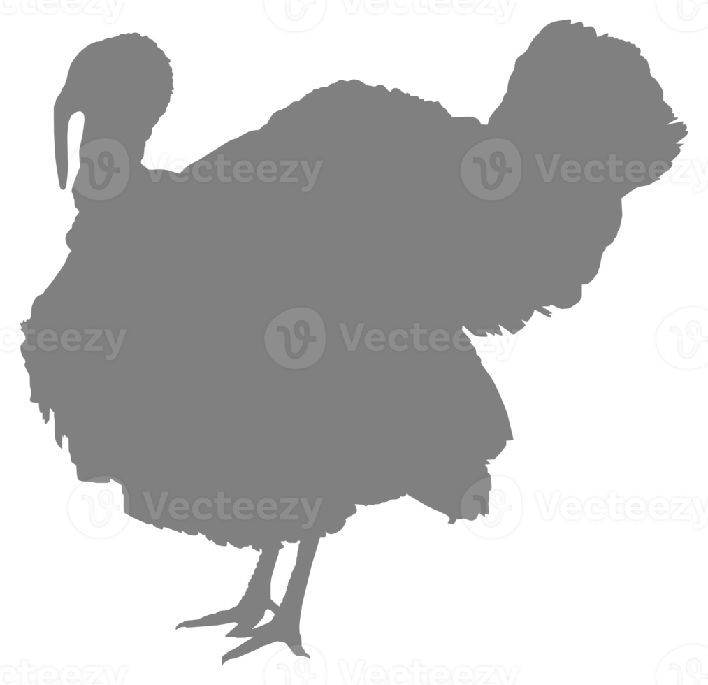 kalkoen silhouet voor kunst illustratie, pictogram of grafisch ontwerp element. de kalkoen is een groot vogel in de geslacht meleagris. formaat PNG
