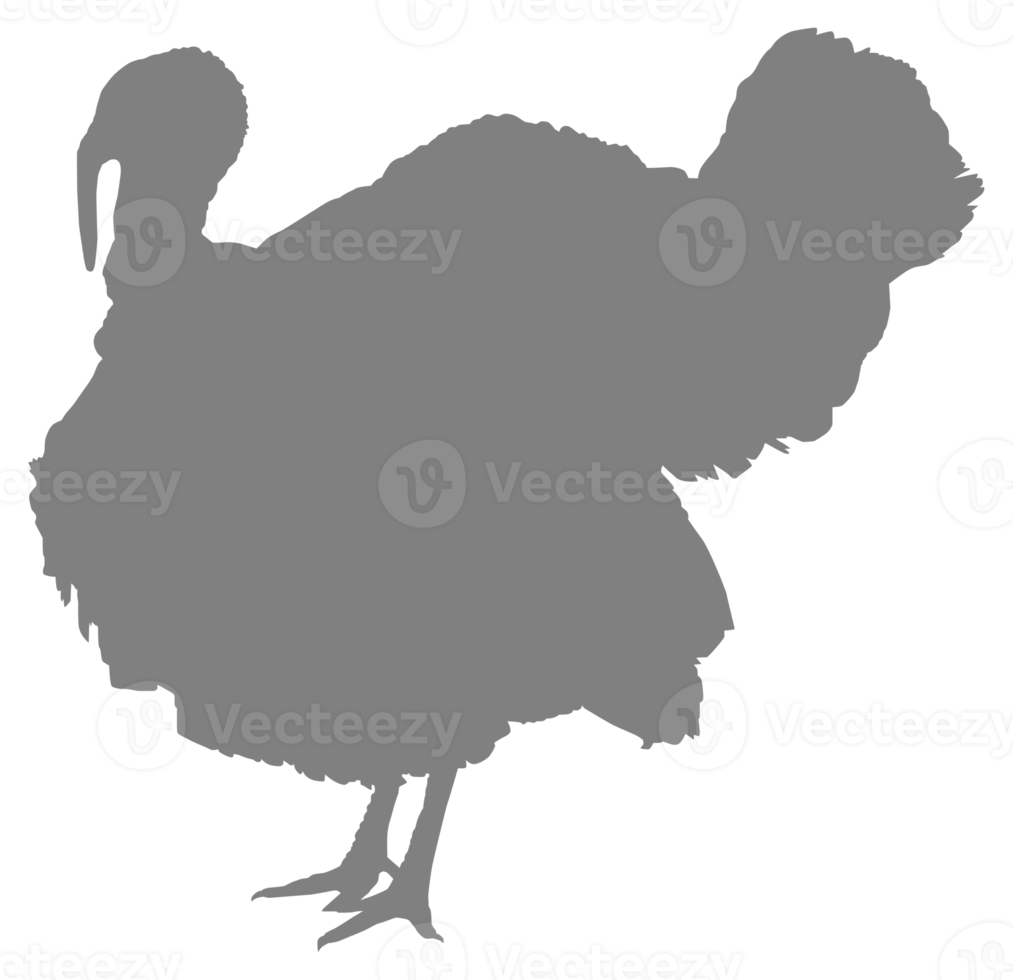 Turkey Silhouette for Art Illustration, Pictogram or Graphic Design Element. The Turkey is a large bird in the genus Meleagris. Format PNG