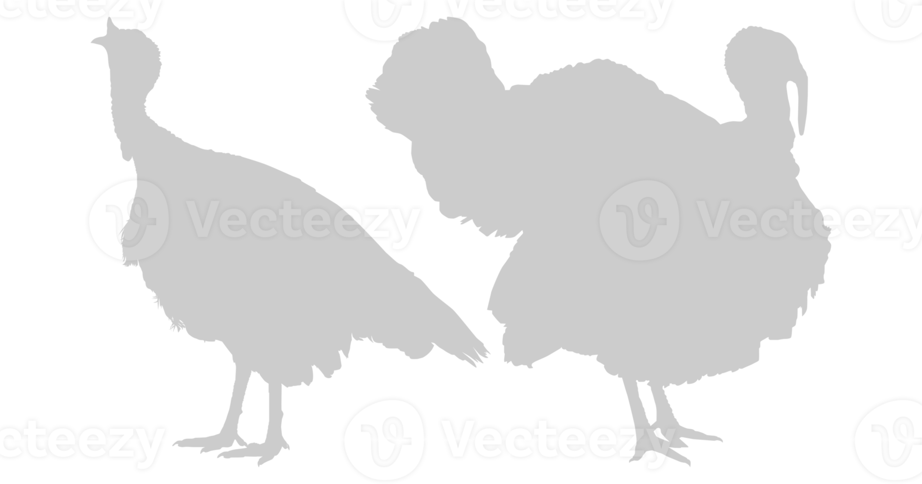 Pair of Turkey Silhouette for Art Illustration, Pictogram or Graphic Design Element. The Turkey is a large bird in the genus Meleagris. Format PNG