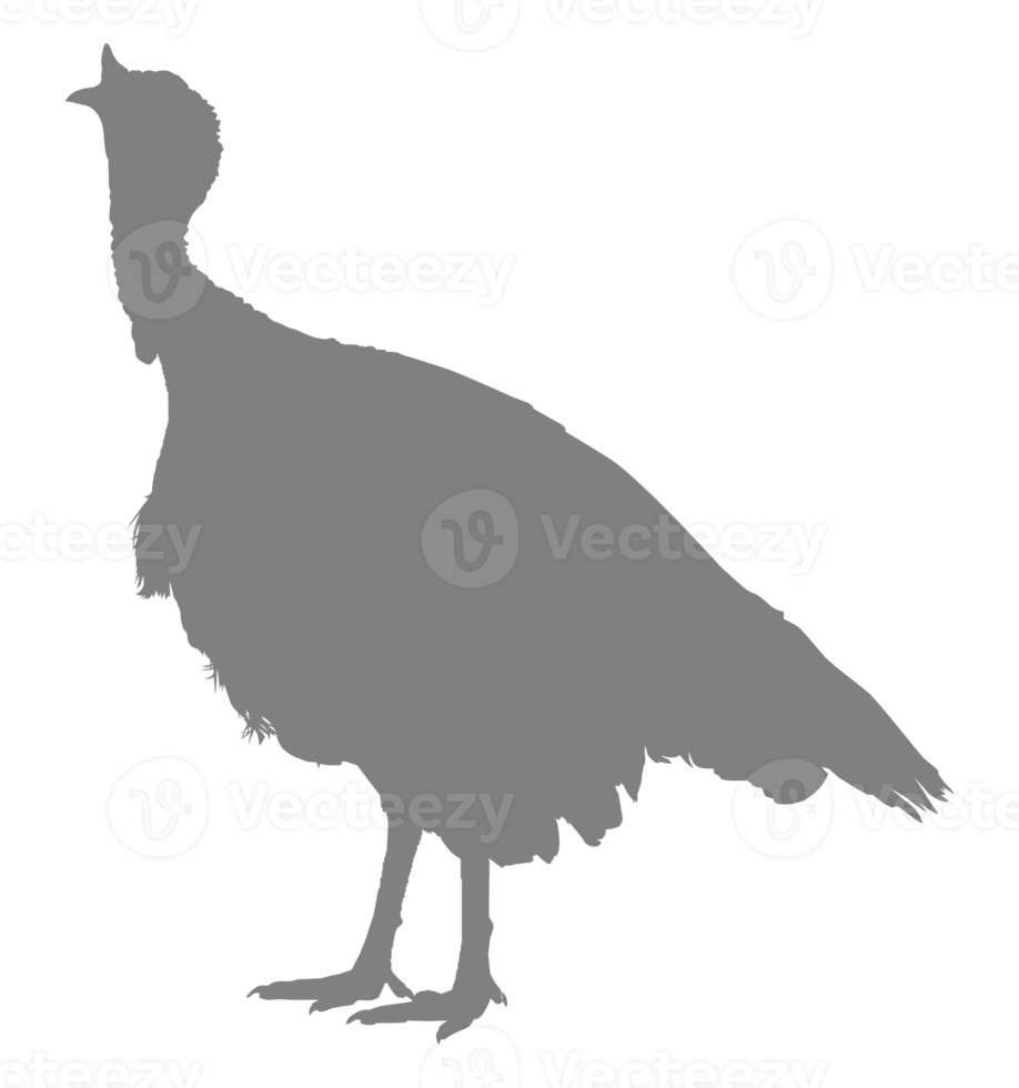 Turkey Silhouette for Art Illustration, Pictogram or Graphic Design Element. The Turkey is a large bird in the genus Meleagris. Format PNG