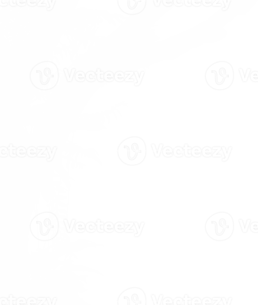 arbre dans le forêt ou jungle silhouette pour art illustration, arrière-plan, ou graphique conception élément. format png