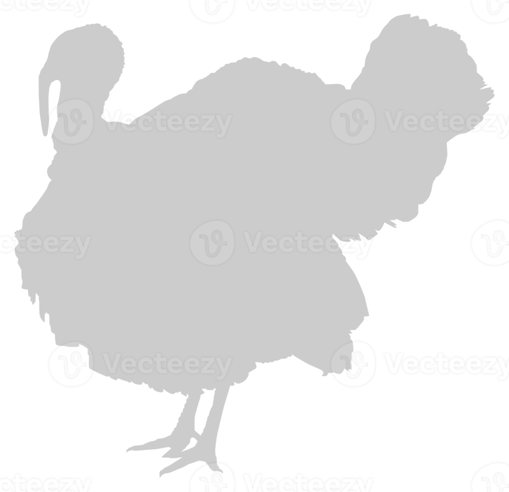 Turkey Silhouette for Art Illustration, Pictogram or Graphic Design Element. The Turkey is a large bird in the genus Meleagris. Format PNG