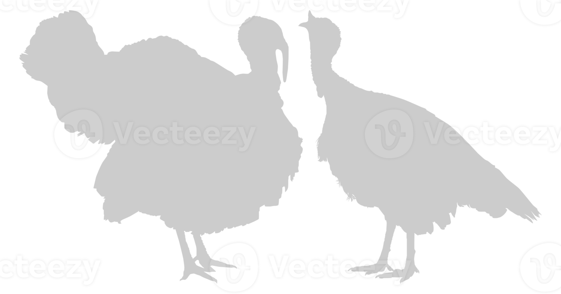 Pair of Turkey Silhouette for Art Illustration, Pictogram or Graphic Design Element. The Turkey is a large bird in the genus Meleagris. Format PNG