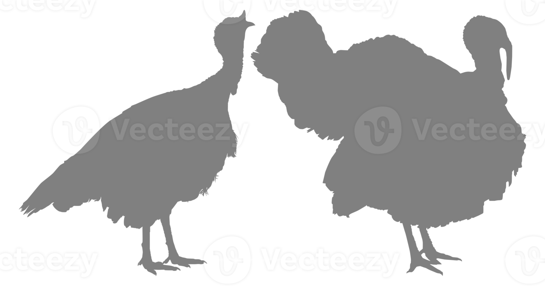 Pair of Turkey Silhouette for Art Illustration, Pictogram or Graphic Design Element. The Turkey is a large bird in the genus Meleagris. Format PNG