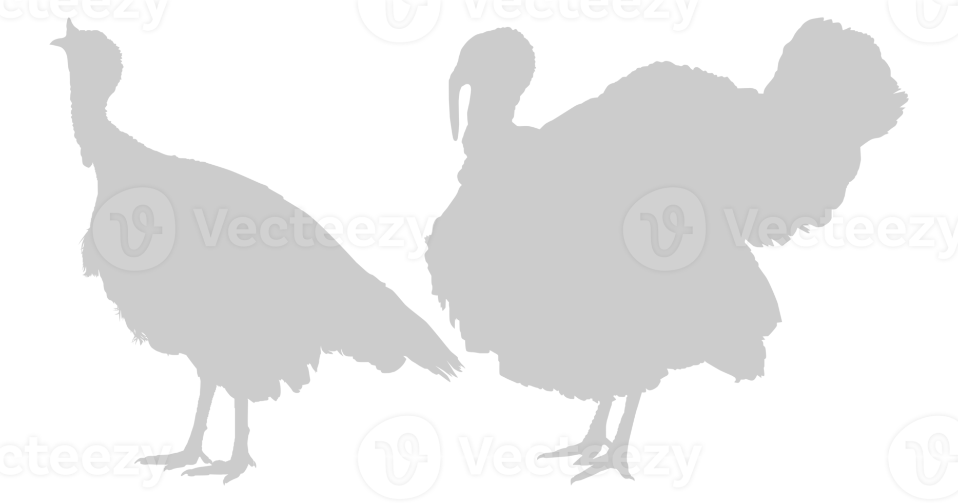 Pair of Turkey Silhouette for Art Illustration, Pictogram or Graphic Design Element. The Turkey is a large bird in the genus Meleagris. Format PNG