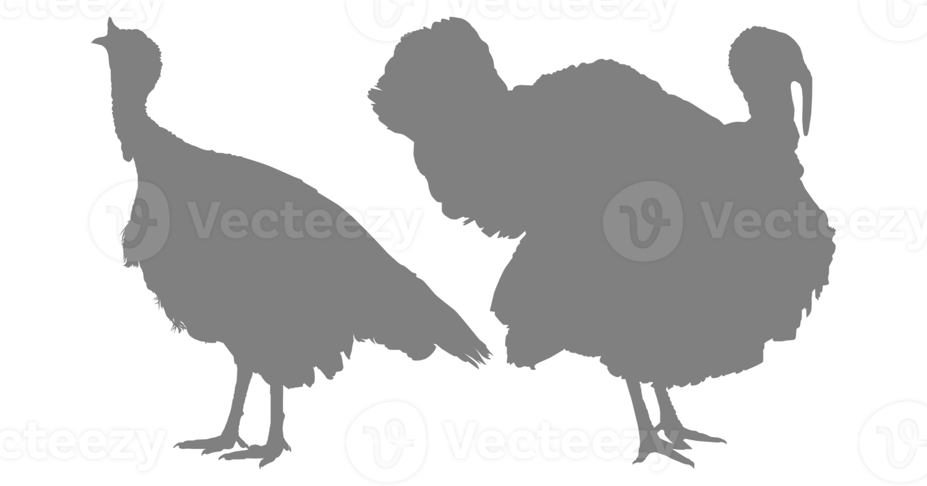 Pair of Turkey Silhouette for Art Illustration, Pictogram or Graphic Design Element. The Turkey is a large bird in the genus Meleagris. Format PNG