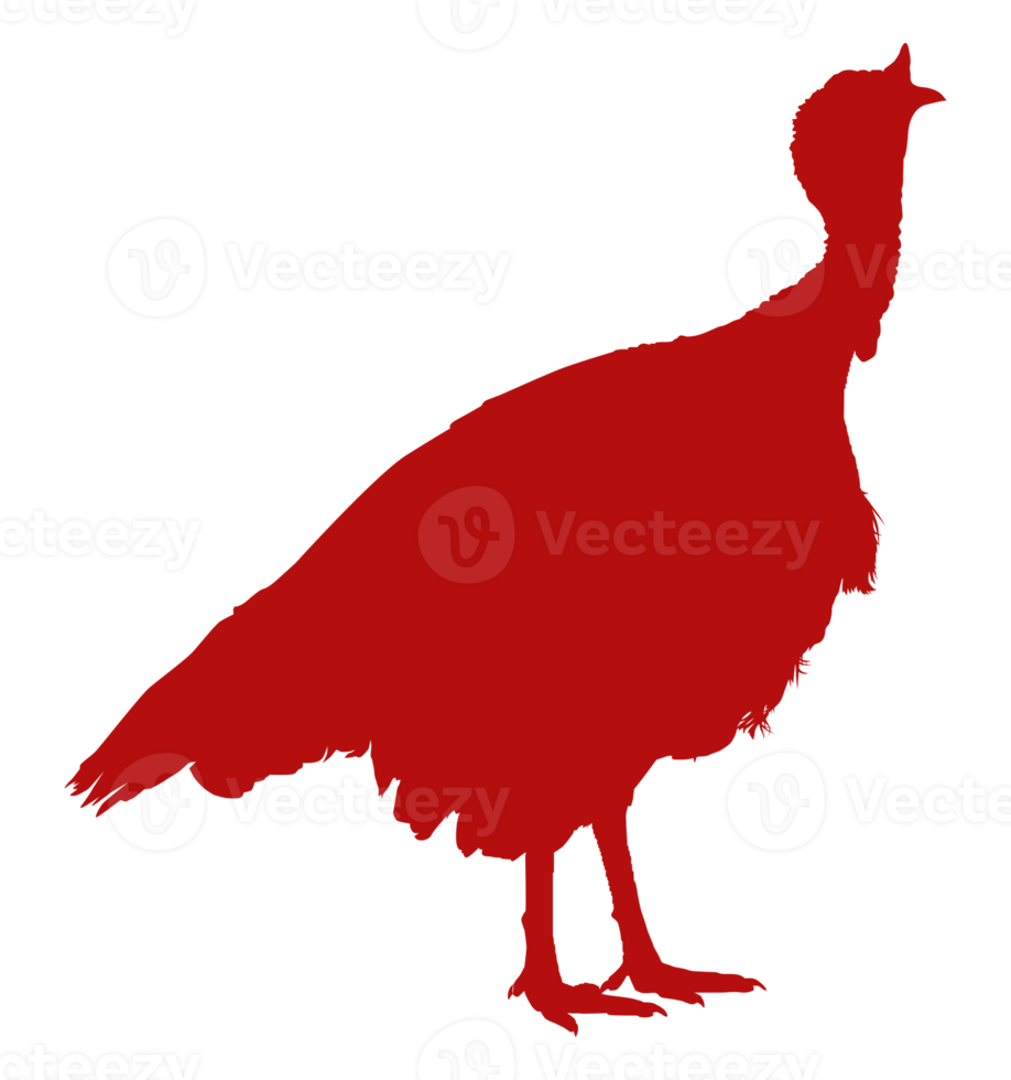 Turkey Silhouette for Art Illustration, Pictogram or Graphic Design Element. The Turkey is a large bird in the genus Meleagris. Format PNG