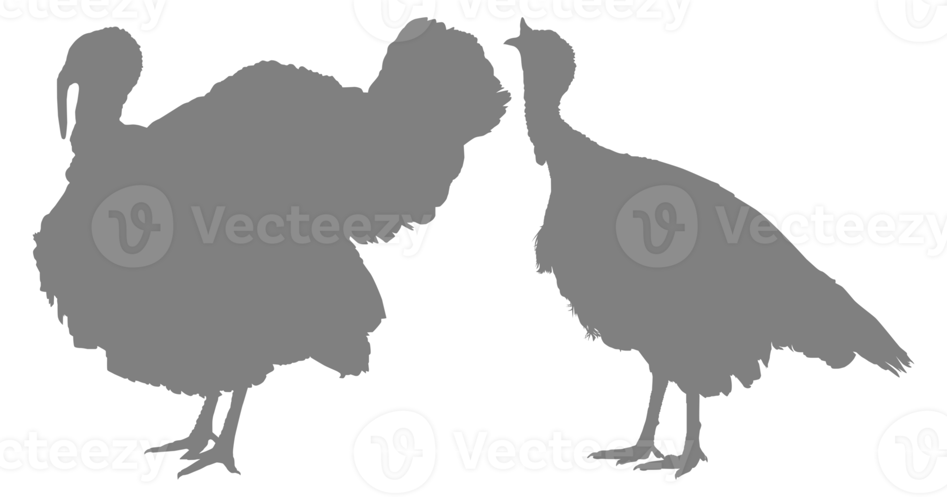 Pair of Turkey Silhouette for Art Illustration, Pictogram or Graphic Design Element. The Turkey is a large bird in the genus Meleagris. Format PNG