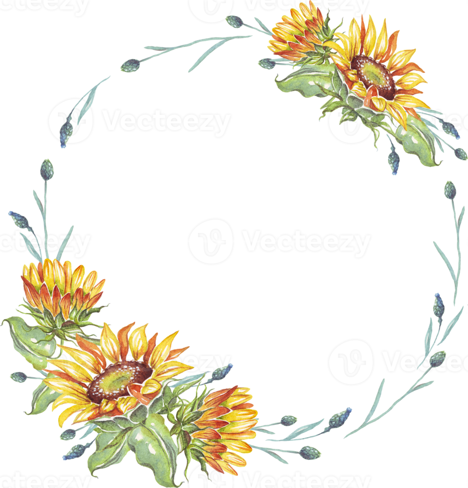 Wreath. Watercolor sunflowers png