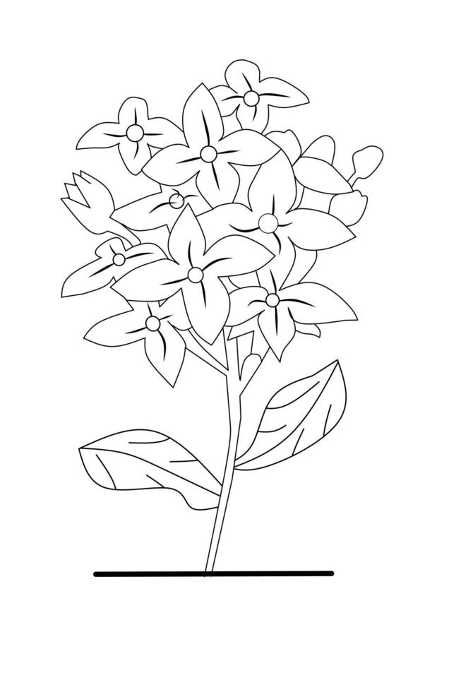 Ashoka Flower sketch with white background elements. Vector illustration.