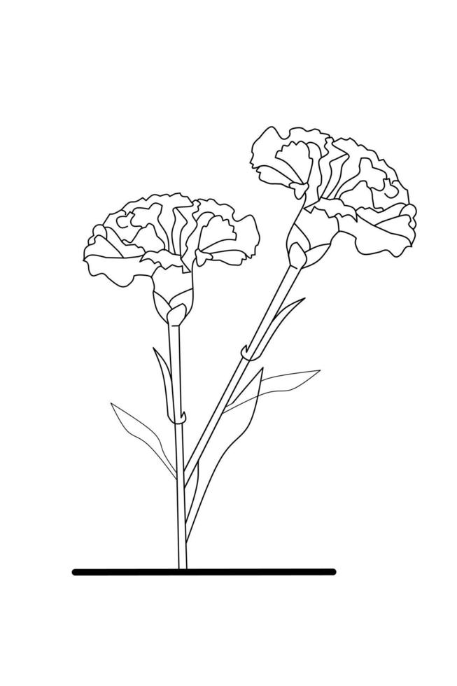 Carnation Flower sketch with white background elements. Vector illustration.