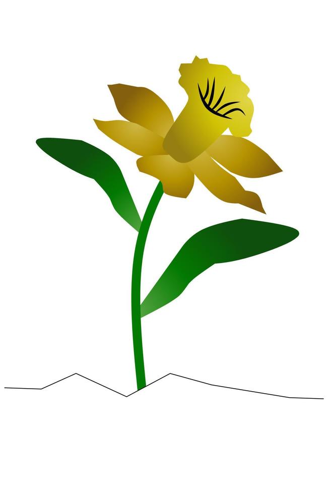 Beautiful Daffodil Flowers With White Background. Vector illustration.