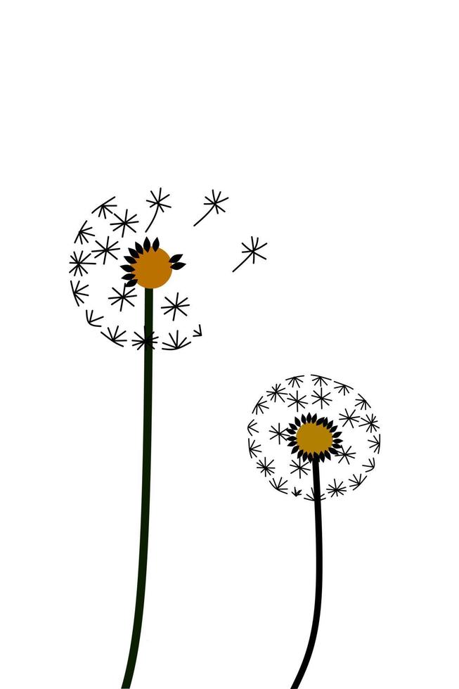 Beautiful Dandelion Flowers With White Background. Vector illustration.