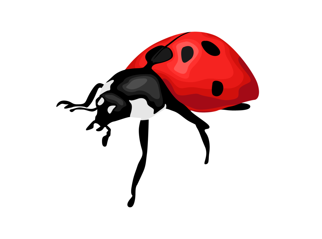 Insect - Ladybug png