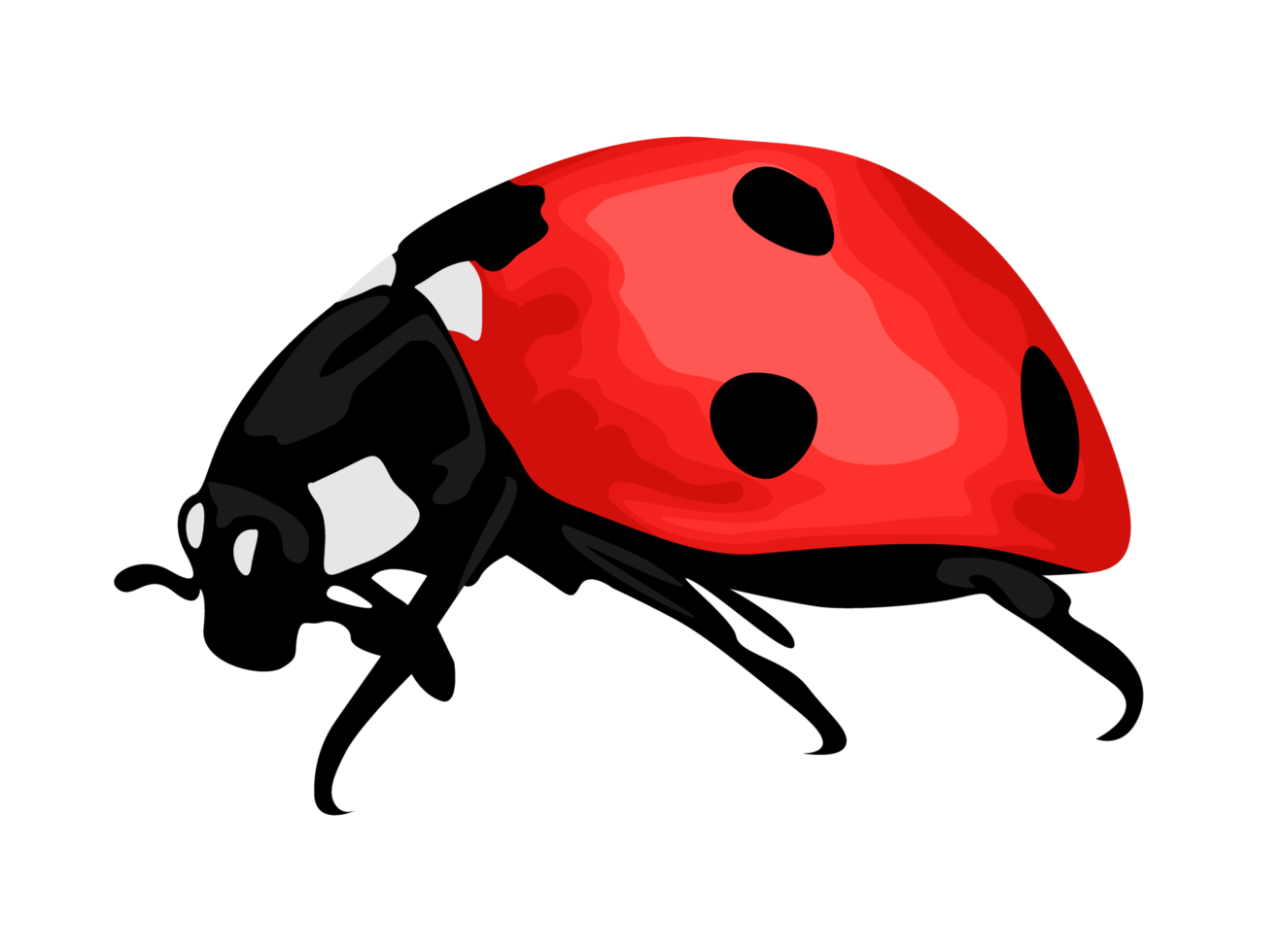 insecto - mariquita png