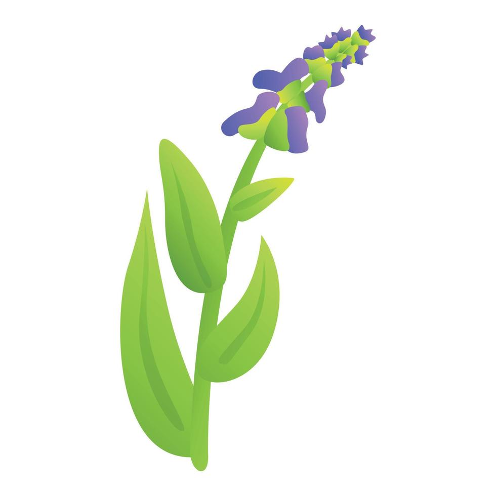 aromático hierba icono dibujos animados vector. sabio planta vector