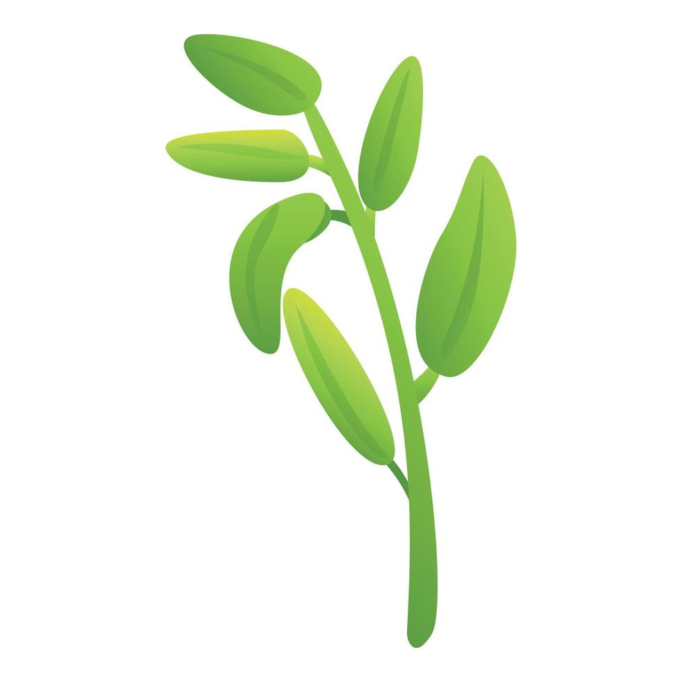 Organic sage icon cartoon vector. Leaf plant vector