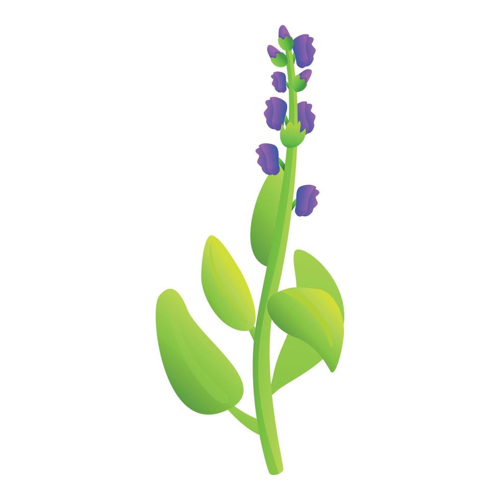 Sage icon cartoon vector. Leaf plant vector