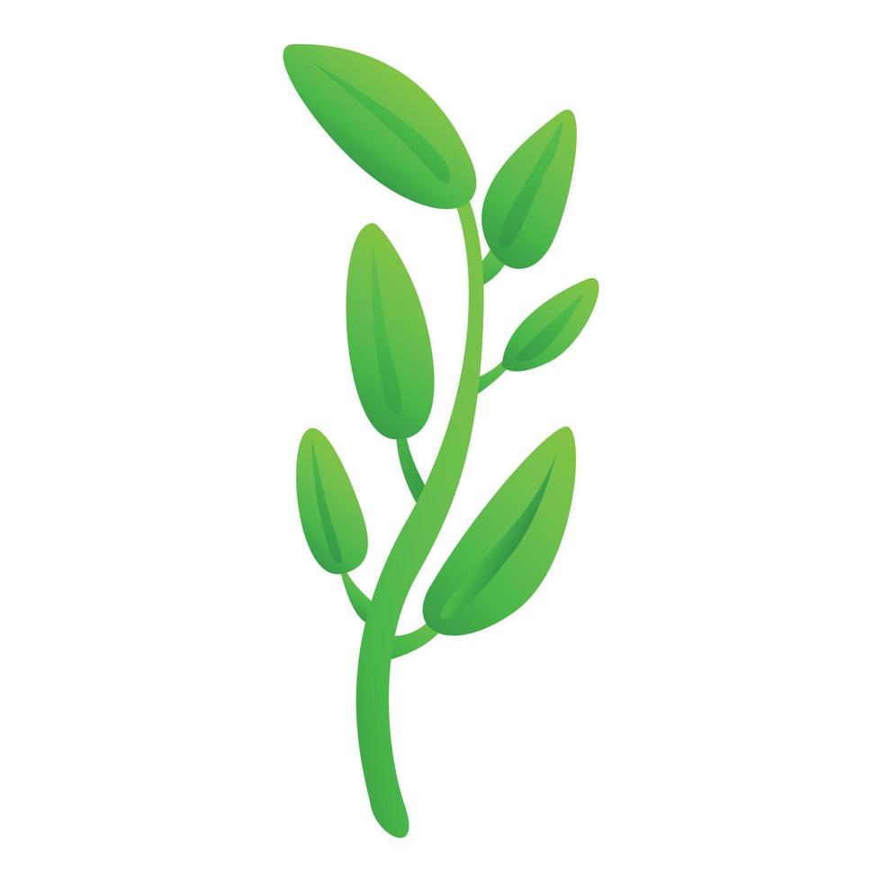 sabio albahaca planta icono dibujos animados vector. aromático hierba vector