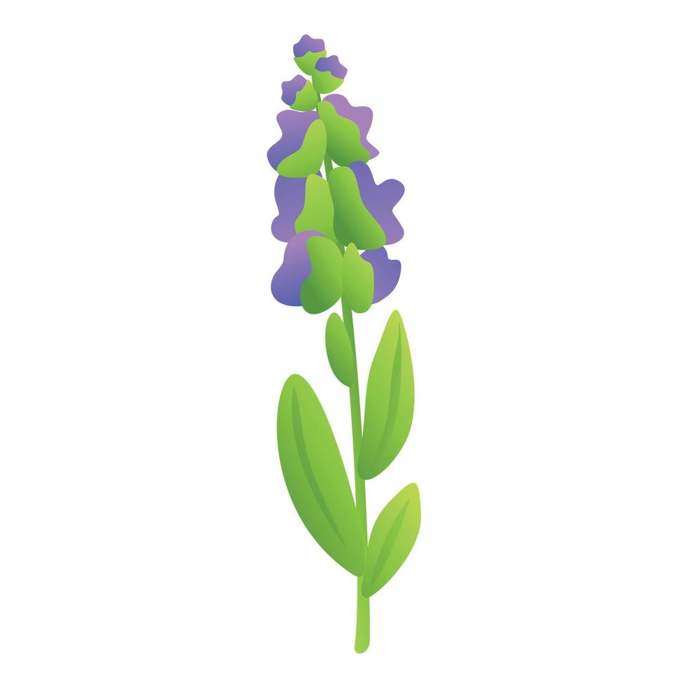 Spice sage icon cartoon vector. Leaf plant vector