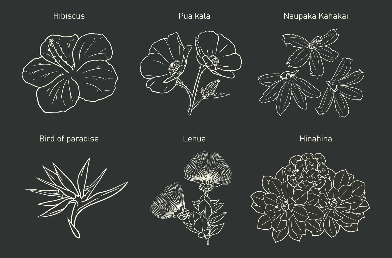 Set of various types of flowers from Hawaii vector